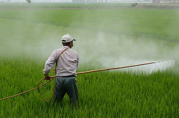 Landwirt mit Mundschutz spritzt Pestizid mit der Hand auf Feld 